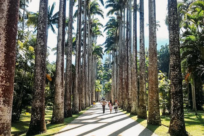 Allée de palmiers impériaux du Jardin Botanique de Rio de Janeiro